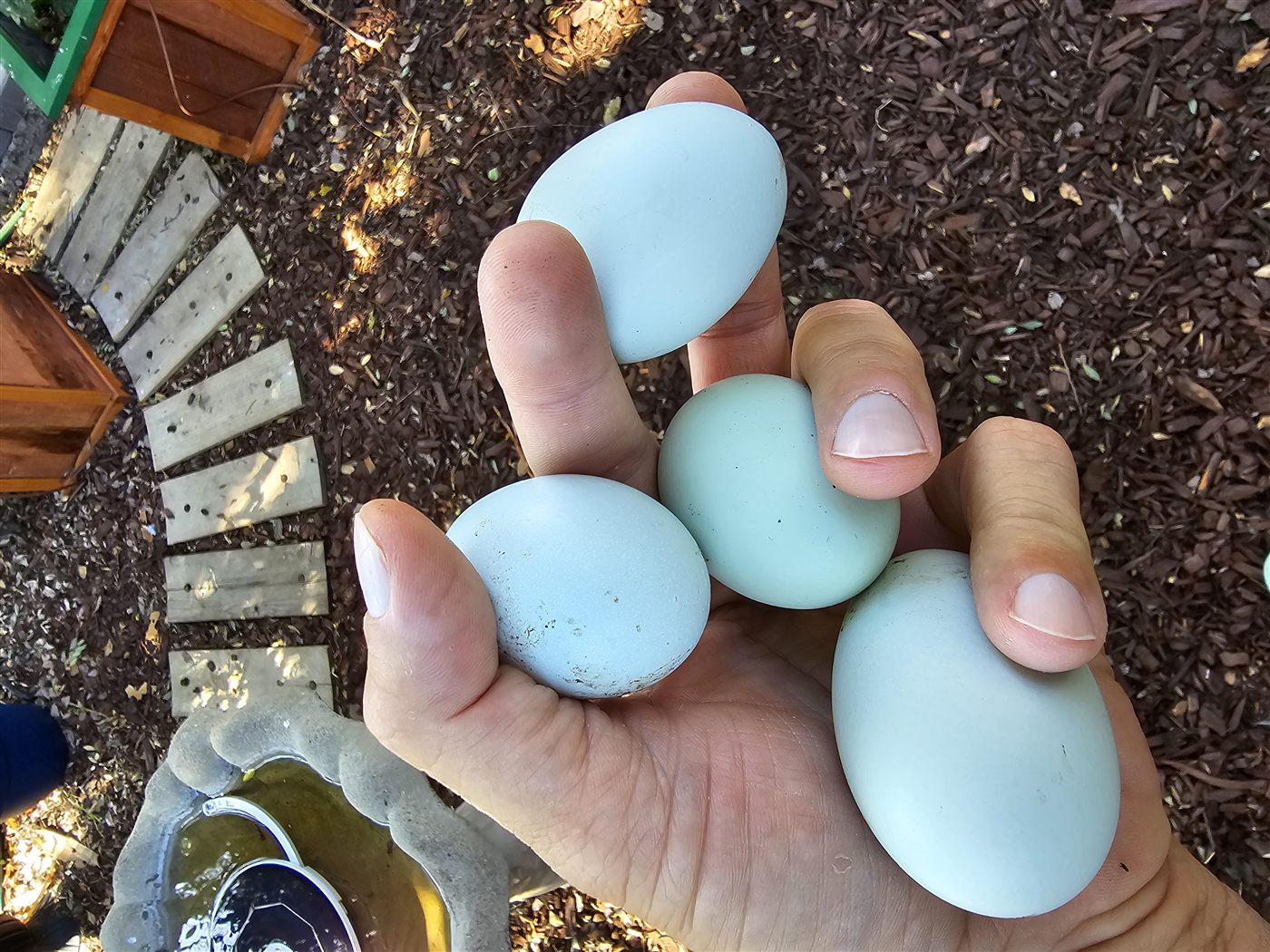 Four blue Easter Egger eggs
